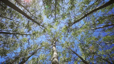 Looking up through trees 02 Stock Footage
