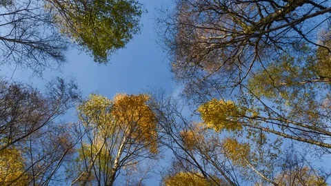 Looking up through trees in autumn Stockbeeldmateriaal 70622942