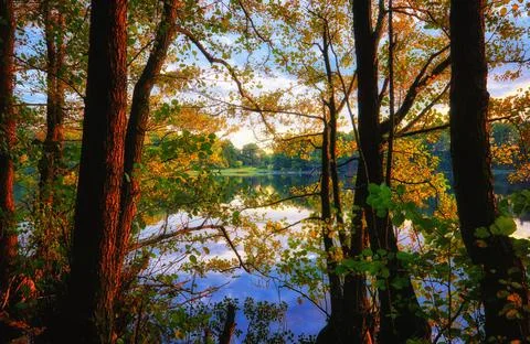 Looking through the trees at the blue lake. Stock Photos