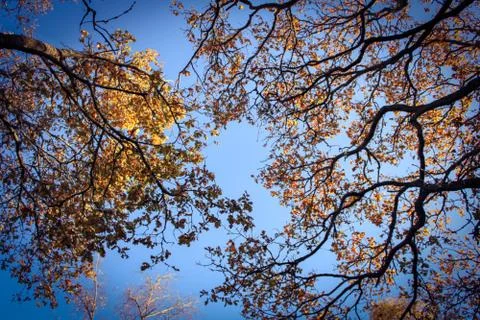 Looking through the trees at the bluesky Stock Photos