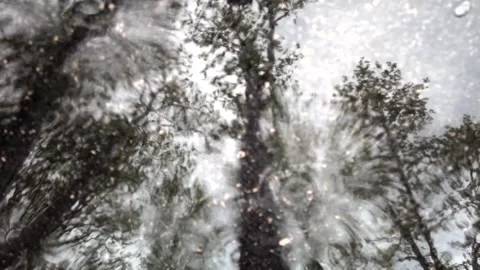 Looking up through trees with falling snow or pollen in motion. Stock Footage 339347012