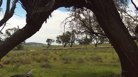 Looking through Trees at Flock of Sheep in Australian Outback. Stock Footage 85270610