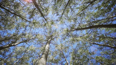 Looking up through trees Stock Footage 1107901