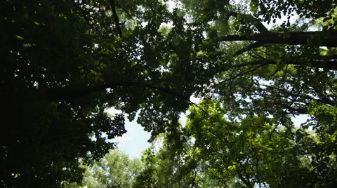Looking up through trees Stock Footage 67201001