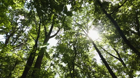 Looking up through trees Stock-Footage 67201282