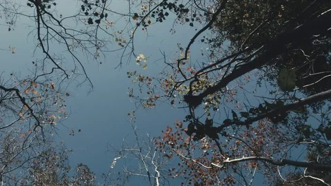 Looking up through the trees Video stock 70712033