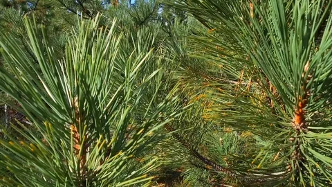 Looking up through trees Stock Footage 88049176