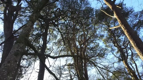Looking up through the Trees Stock Footage 102959290