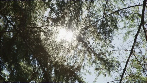 Looking Up Through the Trees Stock Footage 121136121