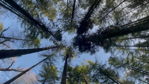 Looking up through trees in forest Stock Footage 241506204