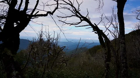 Looking Through Trees in the Forest To Mountains in the Distance Stock Footage 96720646