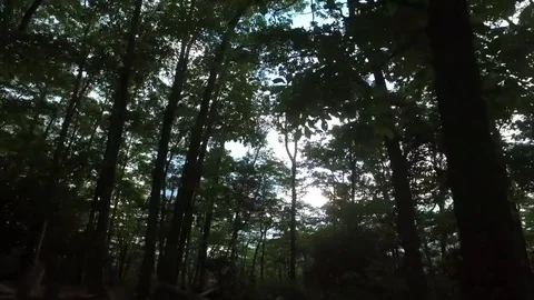 Looking through trees inside the forest Stock Footage 108243053