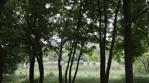 Looking Through Trees at a Lake Near a Forest Stock Footage 300489878