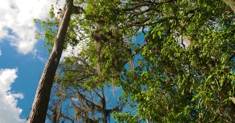 Looking up through the trees at moving clouds Stock Footage 82321008