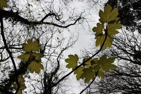 Looking up through trees Stock Photos