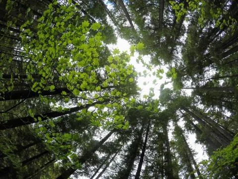 Looking up through the Trees Stock Photos