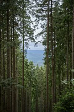 Looking through the trees 스톡 사진