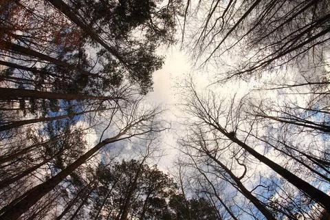 Looking Up Through The Trees 写真素材