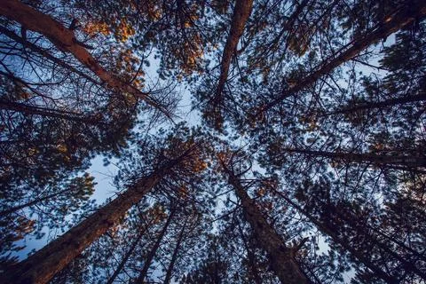 Looking Up Through Trees Stock Photos