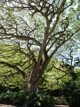 Looking Up Through the Trees Stock Photos