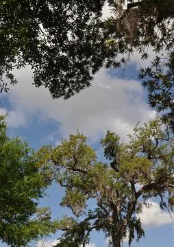 Looking Up Through the Trees Stock Photos