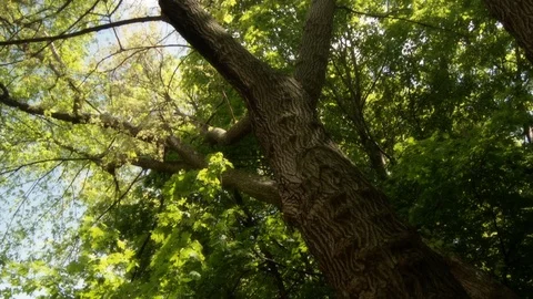 Looking up through the trees in spring with sun shining through Stock Footage 90502646
