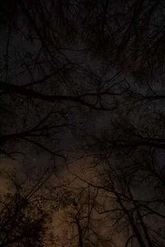 Looking Up Through Trees at a Starry Night Sky Stock Photos