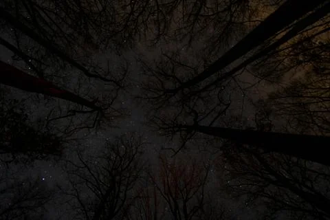 Looking Up Through Trees at a Starry Night Sky Foto stock