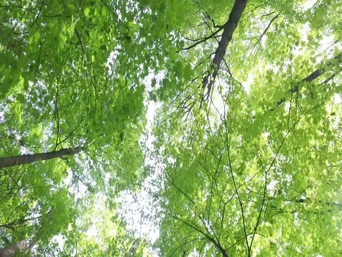 Looking up through the trees - tracking shot Stock Footage 76439003