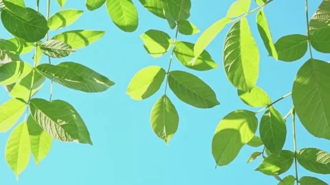 Looking through the treetops. Beautiful natural foliage frame against the sky Stock Footage 199947874