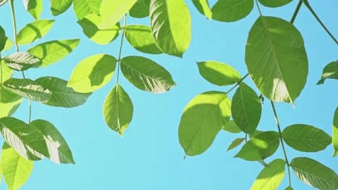 Looking through the treetops. Beautiful natural foliage frame against the sky Stock Footage 200692458