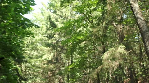 Looking up through treetops as going through a forest Vídeos de archivo 7513667