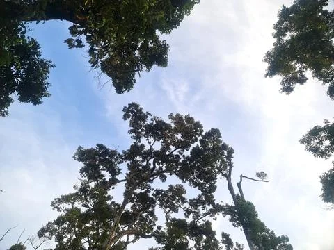 Looking Up Through Tropical Forest Canopy Against Blue Sky Stock Photos