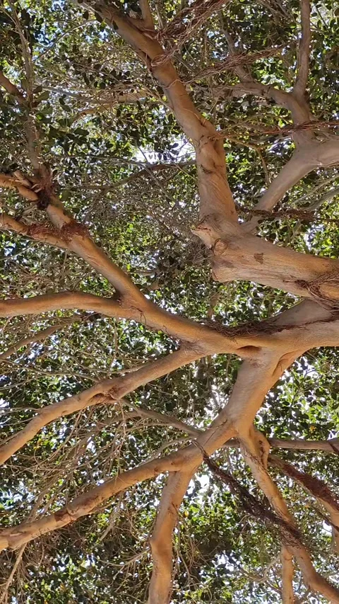 Looking Up Through Tropical Tree Canopy Video stock 334056916