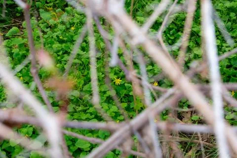 Looking Through Twigs at a Single Yellow Flower in the Center of the Frame Stock Photos