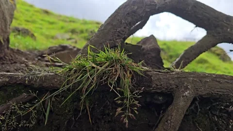 Looking through twisted tree roots toward dramatic sky. Stock Footage 340774175