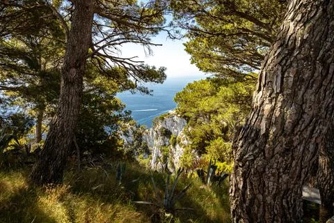 Looking through vegetation that is framing a deep blue of the Mediterranean S Stock Photos
