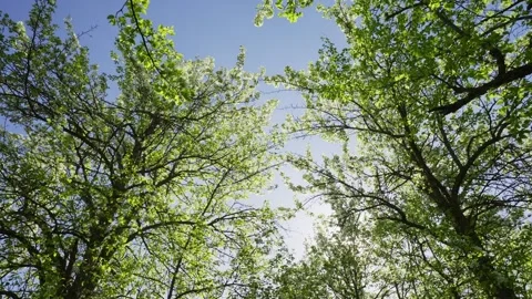 Looking up through vibrant green leaves toward sunny sky Stock Footage 331998978