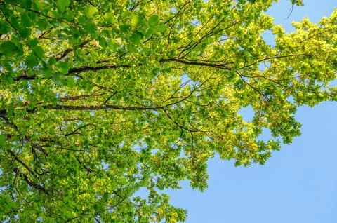 Looking up through vibrant green oak tree leaves towards a clear blue sky 库存照片