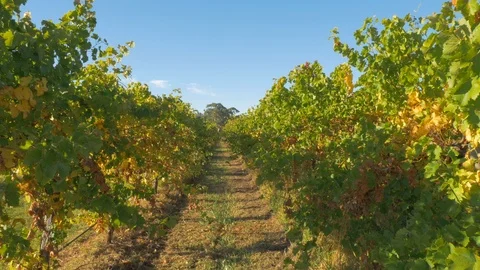 Looking through vineyards at sunrise Stock Footage 112364020