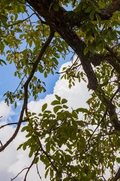 Looking Up Through Walnut Tree Canopy to the Sky Stock Photos