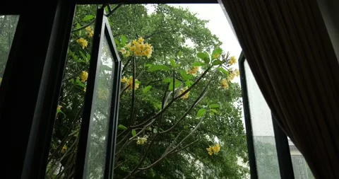 Looking through windoe, plumeria tree with flowers under tropical rain Stock Footage 319978707