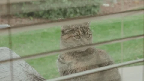 Looking through window blinds at a cat outside Stock Footage 296658384