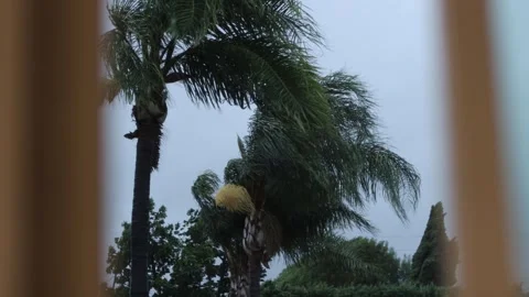 Looking through the window, heavy wind blowing palm trees, cinematic, 4K Stockbeeldmateriaal 250680148