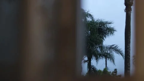 Looking through the window, heavy wind blowing palm tree, cinematic, 4K Stock Footage 250680405