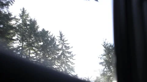 Looking Through Window At Pine Tree Fore... | Stock Video | Pond5