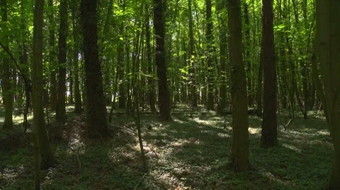 Looking through the wood, seamless loop Stock Footage 8600428