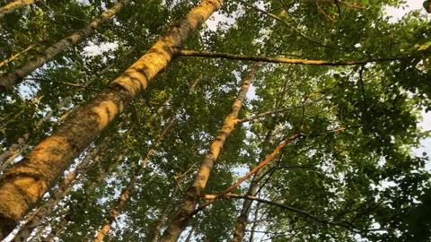 Looking up through woodland trees Stock Footage 156605213