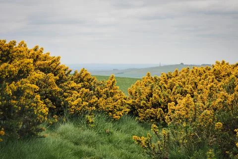 Looking through yellow gorse to Lansdowne Monument on Cherwill Down, Wiltshir Stock Photos