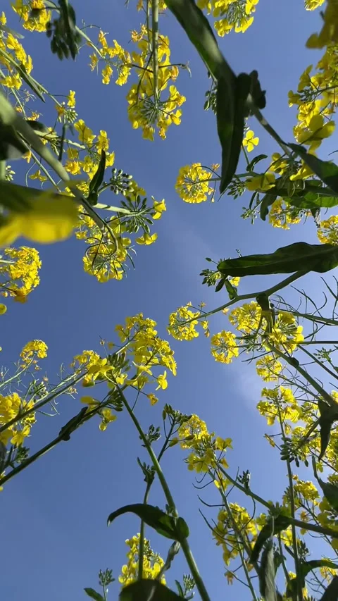 Looking up through yellow rapeseed flowers against blue sky slow motion 動画素材 332553809